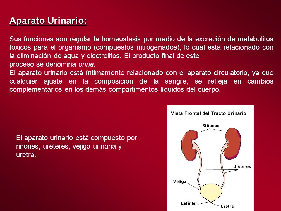 CAMBIOS BIOQUÍMICOS EN ORINA Y SANGRE DURANTE LA ACTIVIDAD CAMBIOS BIOQUÍMICOS EN ORINA Y SANGRE DURANTE LA ACTIVIDAD