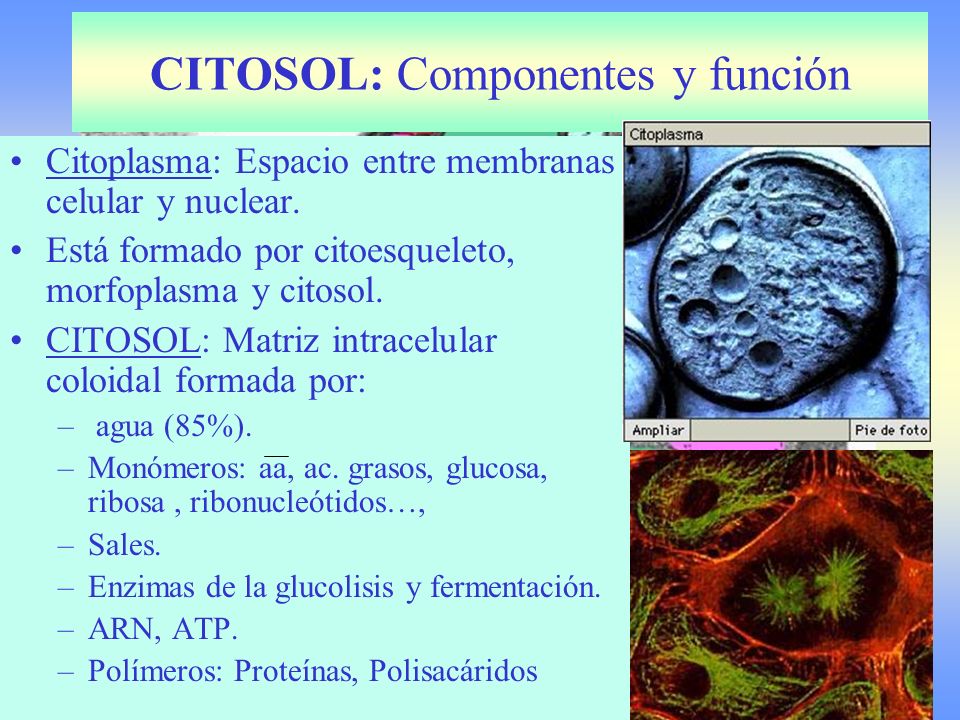 Resultado de imagen de Citoplasma y citosol