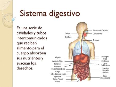 Sistema digestivo Es una serie de cavidades y tubos intercomunicados que reciben alimento para el cuerpo, absorben sus nutrientes y evacuan los.