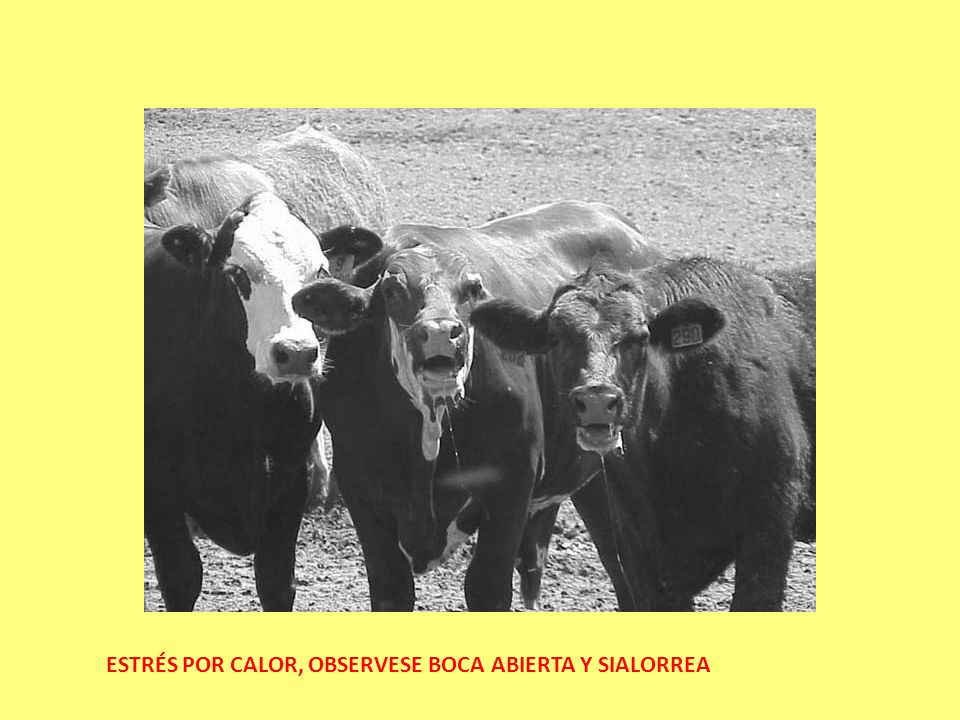 Conducta y Bienestar del Bovino en Sistemas de Producción Conducta y Bienestar del Bovino en Sistemas de Producción