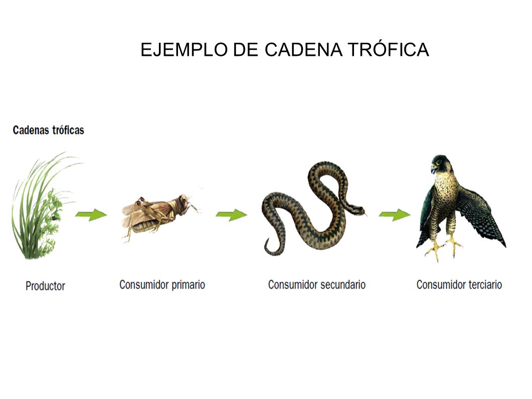 cadenas troficas de animales 191 que es una red tr 243 fica portal profe lorenita cadenas troficas de animales 191 que es una red tr 243 fica portal profe lorenita