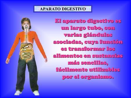 APARATO DIGESTIVO El aparato digestivo es un largo tubo, con varias glándulas asociadas, cuya función es transformar los alimentos en sustancias más sencillas,