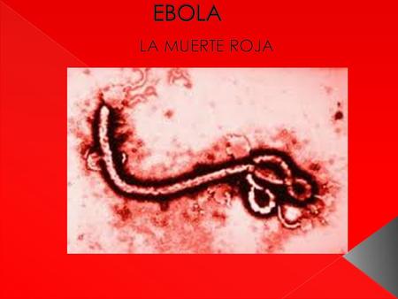  El ébola es un virus que altera las células ´endoteliale´, dañando los vasos sanguíneos y las plaquetas, incapaces de coagular, lo que provoca hemorragias.