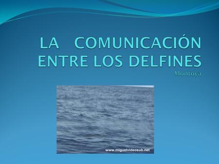 LA COMUNICACIÓN ENTRE LOS DELFINES Montoya