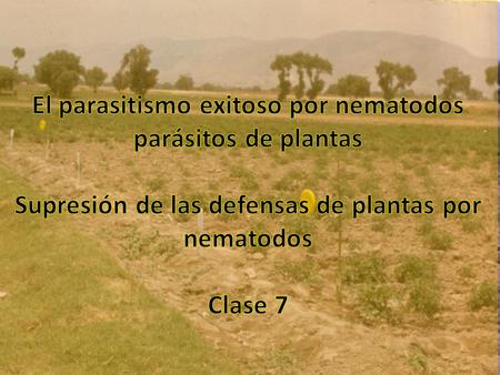 El parasitismo exitoso por nematodos parásitos de plantas Supresión de las defensas de plantas por nematodos Clase 7.