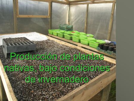 Producción de plantas nativas, bajo condiciones de invernadero