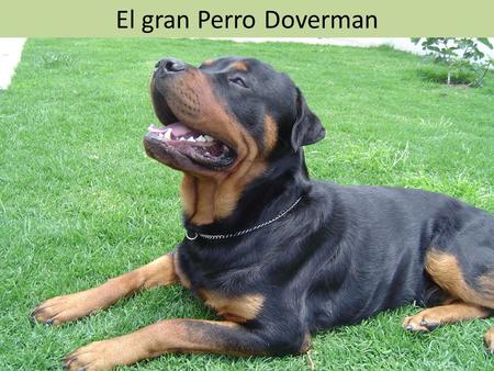 El gran Perro Doverman.