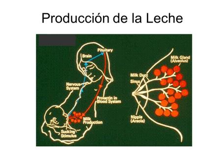 Producción de la Leche.