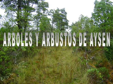 ARBOLES Y ARBUSTOS DE AYSEN