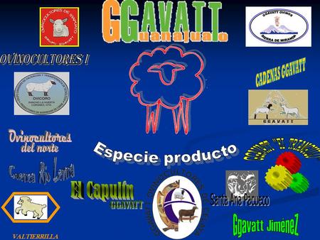 Ovinocultores I Ovinocultores Especie producto GGAVATT EL TRIANGULO