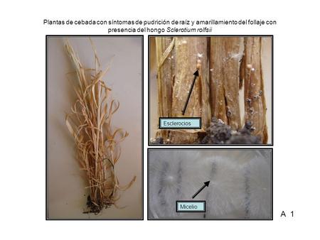 Plantas de cebada con síntomas de pudrición de raíz y amarillamiento del follaje con presencia del hongo Sclerotium rolfsii Esclerocios Micelio A 1.