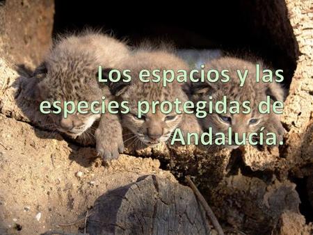 Los espacios y las especies protegidas de Andalucía.