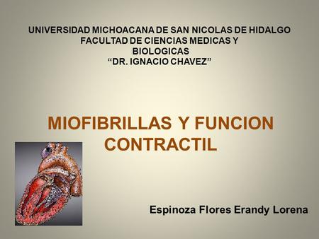 MIOFIBRILLAS Y FUNCION CONTRACTIL Espinoza Flores Erandy Lorena