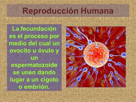 Reproducción Humana La fecundación es el proceso por medio del cual un ovocito u óvulo y un espermatozoide se unen dando lugar a un cigoto o embrión.