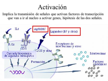 Activación Implica la transmisión de señales que activan factores de transcripción que van a ir al nucleo a activar genes, hipótesis de las dos señales.