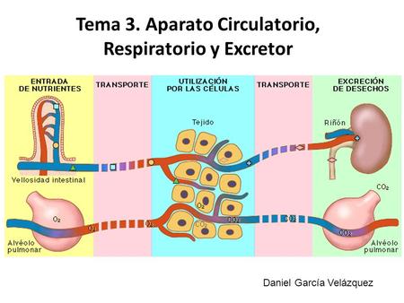 Tema 3. Aparato Circulatorio, Respiratorio y Excretor