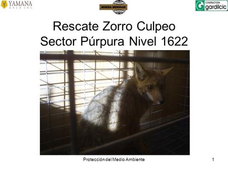Rescate Zorro Culpeo Sector Púrpura Nivel 1622
