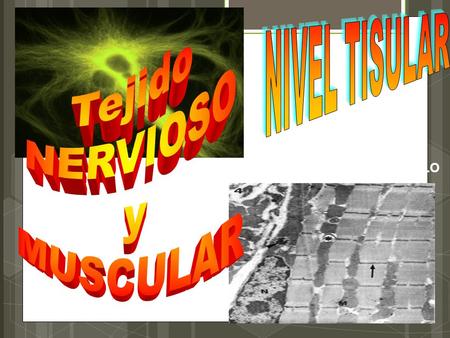 Tejido NERVIOSO y MUSCULAR NIVEL TISULAR Dr. SOLERME MORALES CUDELLO.