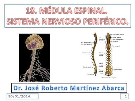SISTEMA NERVIOSO PERIFÉRICO. Dr. José Roberto Martínez Abarca