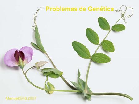 Problemas de Genética ManuelGVS 2007.