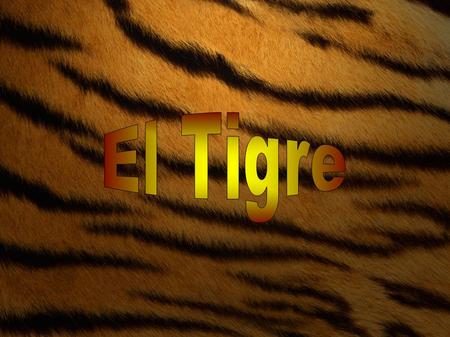 El Tigre.