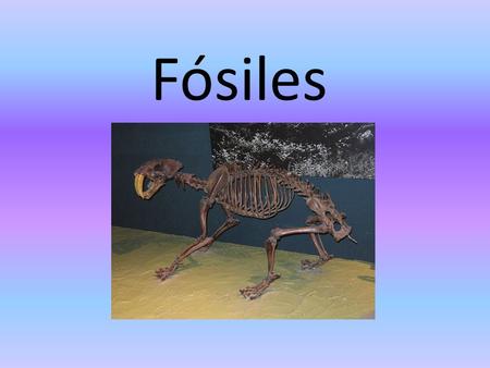 Fósiles.