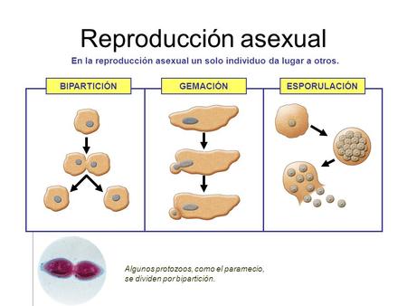 En la reproducción asexual un solo individuo da lugar a otros.
