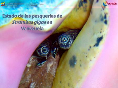 Estado de las pesquerias de Strombus gigas en Venezuela