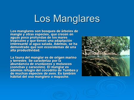 Los Manglares Los manglares son bosques de árboles de mangle y otras especies, que crecen en aguas poco profundas de los mares tropicales y que tienen.