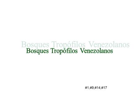 Bosques Tropófilos Venezolanos