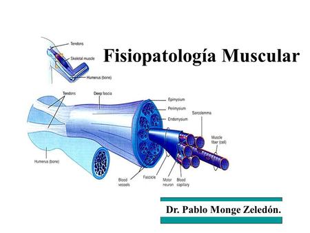 Fisiopatología Muscular