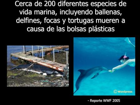 Cerca de 200 diferentes especies de vida marina, incluyendo ballenas, delfines, focas y tortugas mueren a causa de las bolsas plásticas - Reporte WWF 2005.
