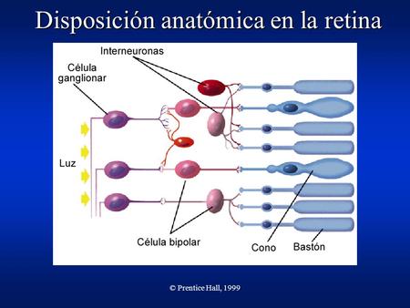 © Prentice Hall, 1999 Disposición anatómica en la retina.
