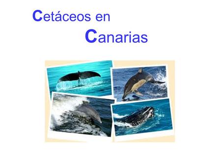 Cetáceos en Canarias.