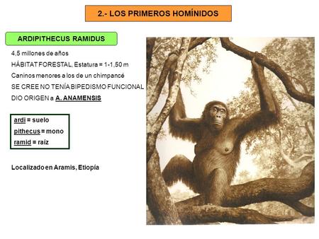 2.- LOS PRIMEROS HOMÍNIDOS