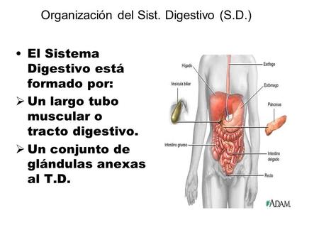 Organización del Sist. Digestivo (S.D.)