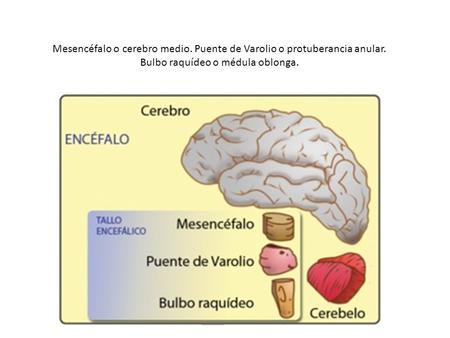 Mesencéfalo o cerebro medio. Puente de Varolio o protuberancia anular