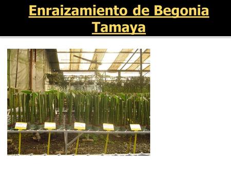 Enraizamiento de Begonia Tamaya
