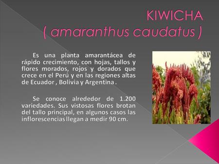 KIWICHA ( amaranthus caudatus )