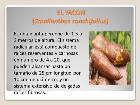 EL YACON (Smallanthus sonchifolius)