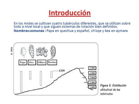Introducción En los Andes se cultivan cuatro tubérculos diferentes, que se utilizan sobre todo a nivel local y que siguen sistemas de rotación bien definidos.