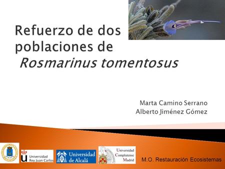 Refuerzo de dos poblaciones de Rosmarinus tomentosus