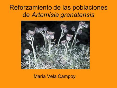 Reforzamiento de las poblaciones de Artemisia granatensis