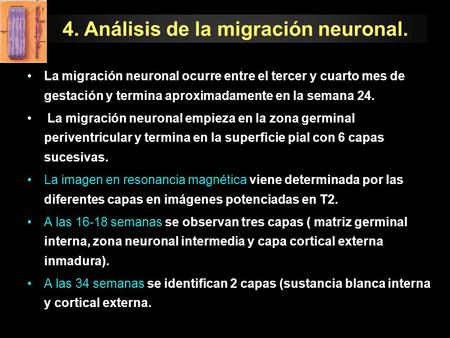 4. Análisis de la migración neuronal.