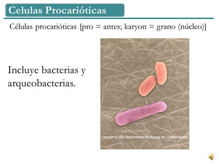 Celulas Procarióticas