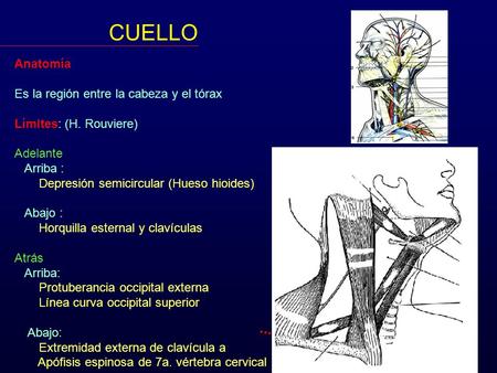 CUELLO Anatomía Es la región entre la cabeza y el tórax