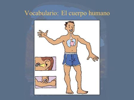 Vocabulario: El cuerpo humano
