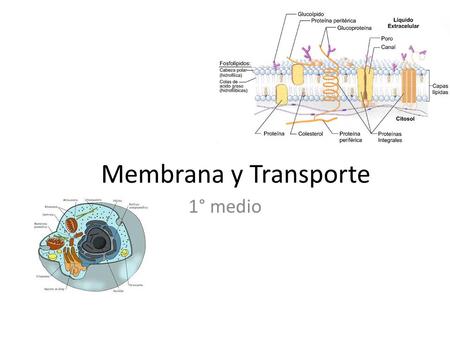 Membrana y Transporte 1° medio.