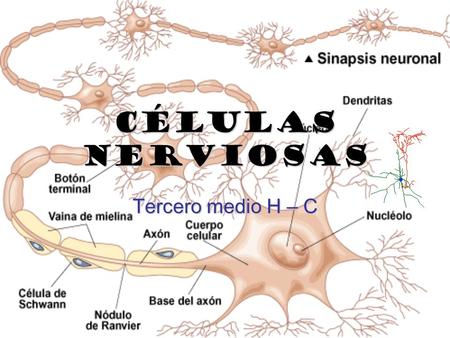 Células nerviosas Tercero medio H – C.