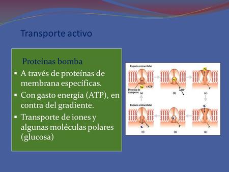 Transporte activo Proteínas bomba